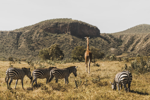Photo du parc national de Nairobi au Kenya