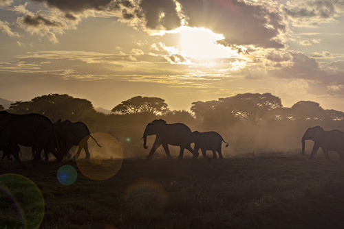 Photo d'un troupeau d'éléphants au parc national d'Amboseli au Kanya