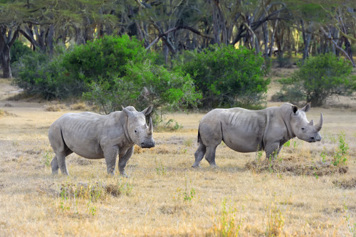 Photo de rhinocéros blancs à Ol Pejeta Conservancy au Kenya