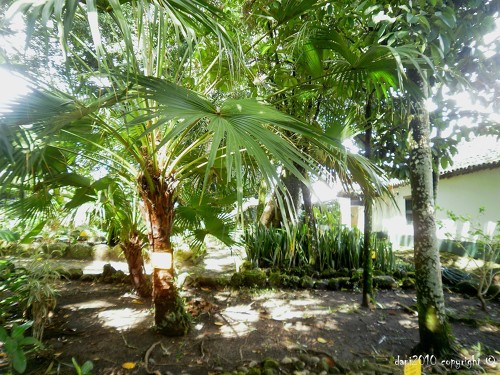 Photo du jardin botanique dans le Département de Tolima en Colombie