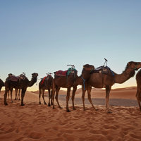 Photographie de chameaux dans le désert du Sahara en Tunisie
