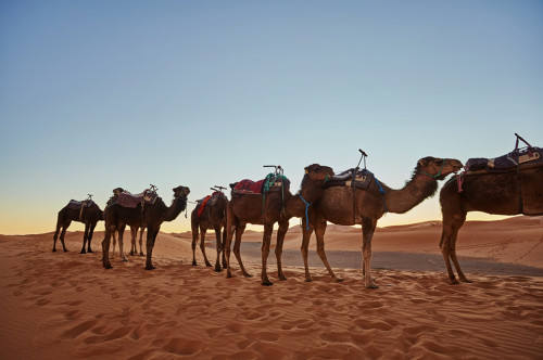 Photographie de chameaux dans le désert du Sahara en Tunisie