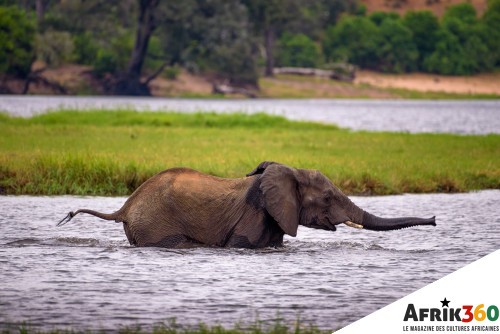 Éléphanteau qui plonge dans un lac en Afrique