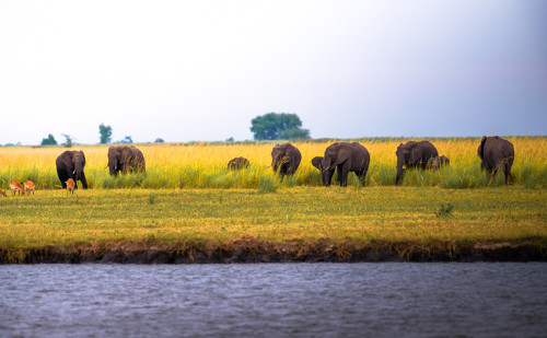 Troupeau d'éléphants autour d'un lac africain