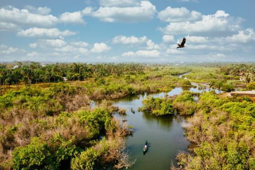 Photo d'un oiseau planant au dessus d'un parc naturel en Afrique