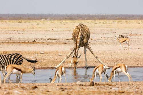 Photographie d'une girafe buvant dans un lac d'un parc naturel en Afrique