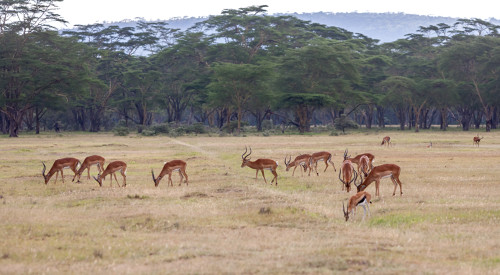 Troupeau d'antilopes dans un décor paradisiaque à Gaborone Game Reserve au Botswana