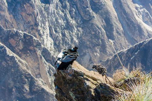 Photo de l'impressionnant oiseau condor au Canyon de Colca au Pérou