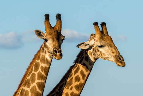 Photo de deux magnifiques girafes du parc national Kruger en Afrique du Sud