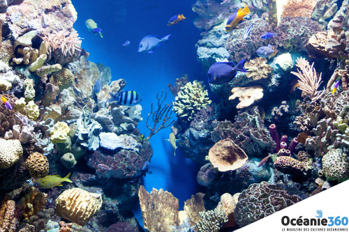 Photo de récifs coralliens