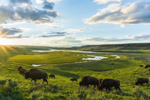 Magnifique photo du parc national de Yellowstone au Wyoming des États-Unis