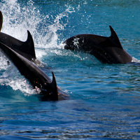 Magnifique photo du Dolphin Cove en Jamaïque aux Caraïbes