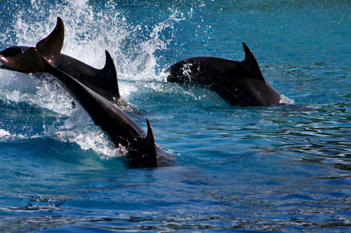 Magnifique photo du Dolphin Cove en Jamaïque aux Caraïbes