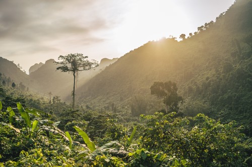 Magnifique photo de la forêt amazonienne au Venezuela